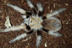 Afonopelm hallcodess: foto pauk, pune informacije Afonopelm hallcodess: foto pauk, pune informacije